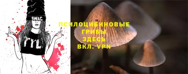 Галлюциногенные грибы Psilocybe  Людиново 